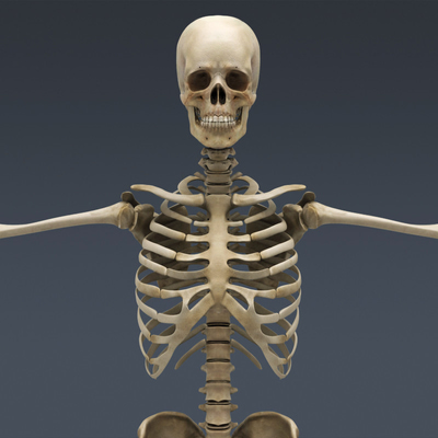医疗人体骨架器官3d模型