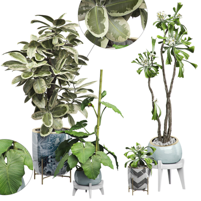植物绿盆栽3d模型