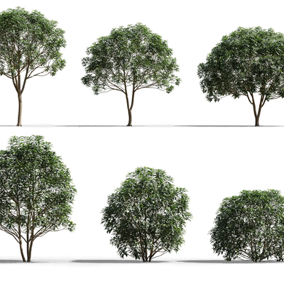 植物乔木景观树3d模型