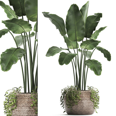 植物盆栽绿植3d模型