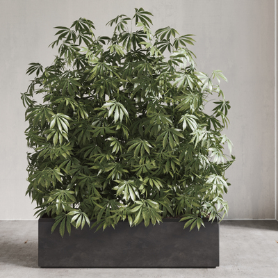 植物绿植盆栽3d模型