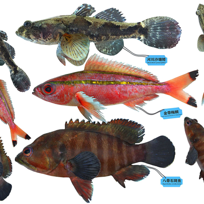 鱼类生物3d模型